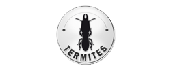 termites